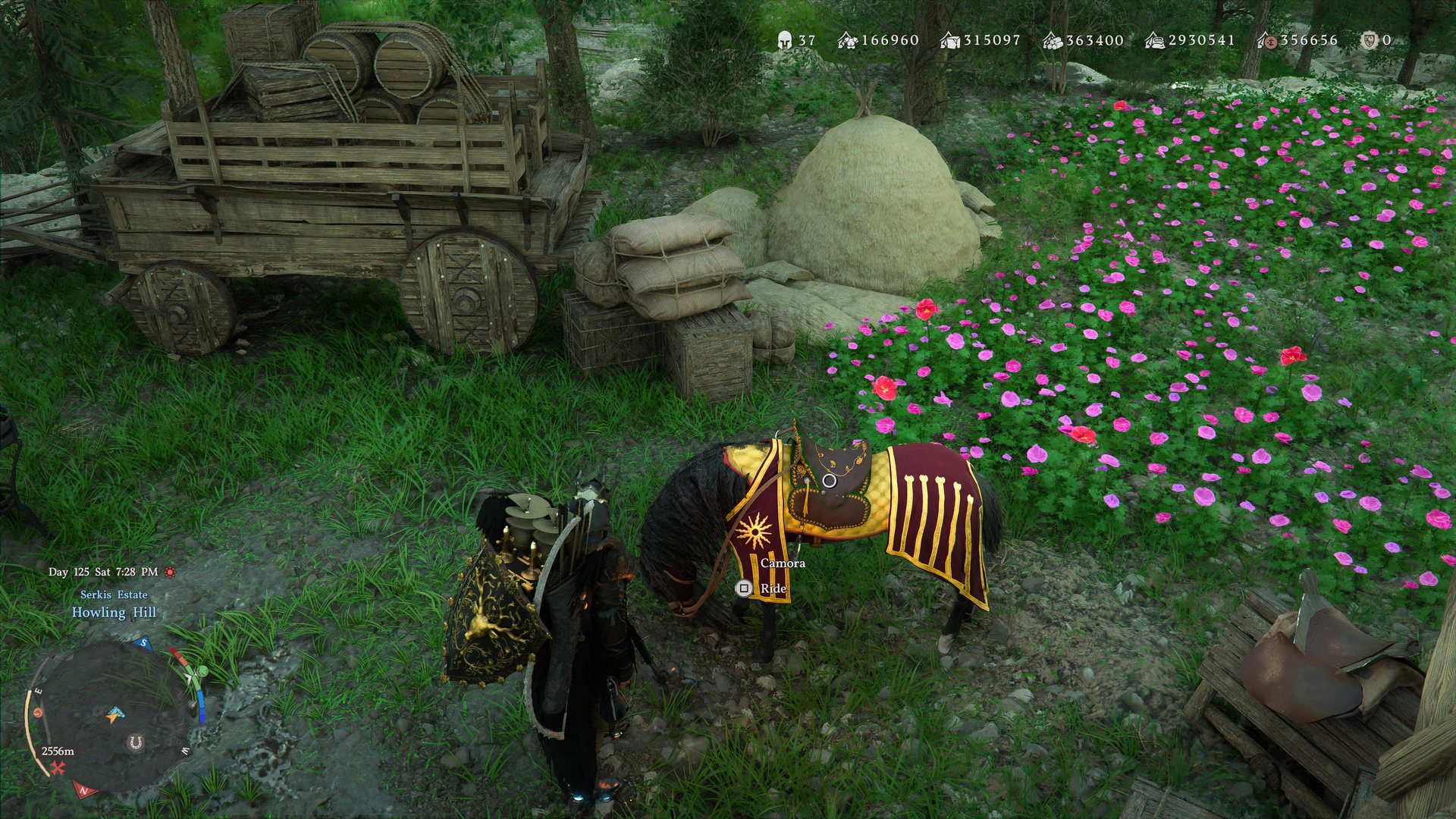 The red horse Camora, saddled in red and gold, beside a bed of pink flowers at Howling Hill camp in the Serkis Estate.