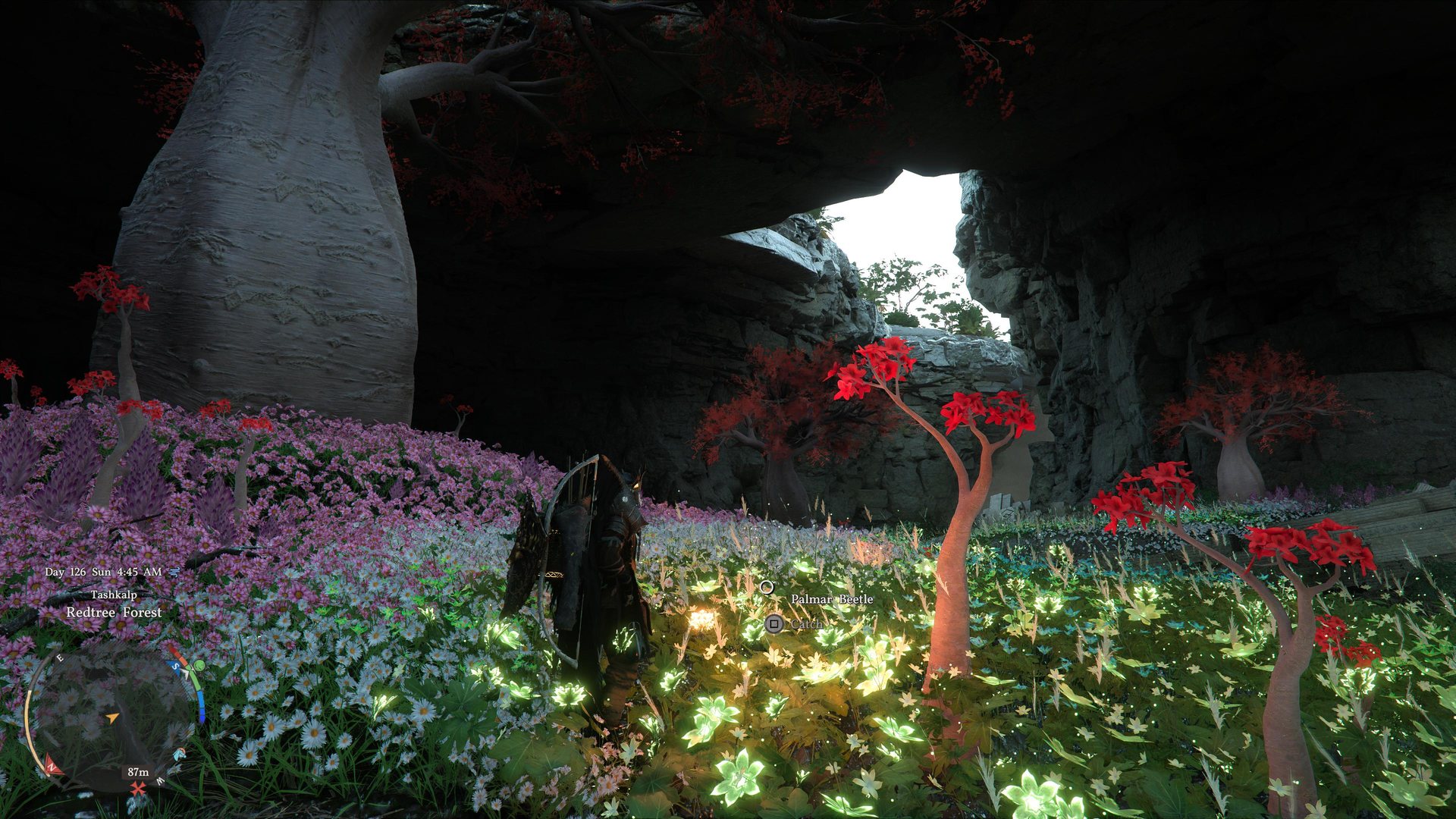 Redtree Forest in Tashkalp: a pale baobab-like trunk and red-leafed trees over a floor of glowing Palmar Leaf plants and flowers.